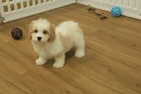 processed/478e0625-a61e-4667-8eb8-9f62e754dc14/listing/6854490f-eef3-4d31-803f-e92ac2ef1036/cde2299c-6790-4862-b7a3-8ae3bf94d82b