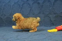 Sophie, a female Maltipoo for sale in Hickory, NC – 7 of 10