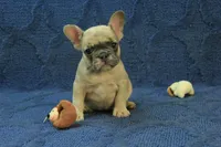 Paisley, a female French Bulldog for sale in Hickory, NC – 1 of 10