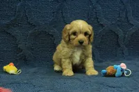 Sebastian F1B, a male Cavapoo for sale in Hickory, NC – 5 of 10