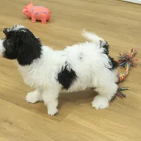 Sky Neutered, a male Cavachon for sale in Hickory, NC – Photo 2 of 10