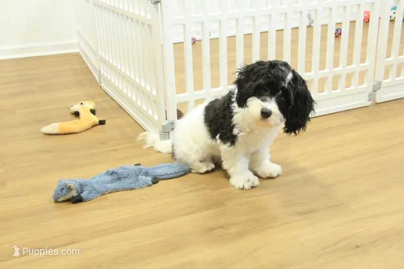 Sky Neutered – Cavachon puppy for sale in Hickory, NC