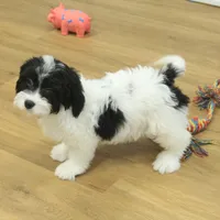 Sky Neutered, a male Cavachon for sale in Hickory, NC – Photo 3 of 10