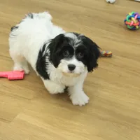 Sky Neutered, a male Cavachon for sale in Hickory, NC – Photo 1 of 10