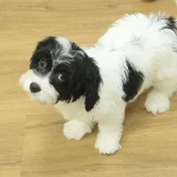 Sky Neutered, a male Cavachon for sale in Hickory, NC – Photo 5 of 10