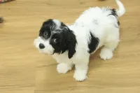 processed/478e0625-a61e-4667-8eb8-9f62e754dc14/listing/69c977f5-d75f-4035-9445-873dc433dd4b/80dad33c-178a-4cfb-b26c-262d34f040f0