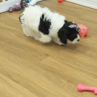 Sky Neutered, a male Cavachon for sale in Hickory, NC – Photo 4 of 10