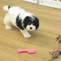 Sky Neutered, a male Cavachon for sale in Hickory, NC – Photo 7 of 10