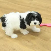 Sky Neutered, a male Cavachon for sale in Hickory, NC – Photo 9 of 10