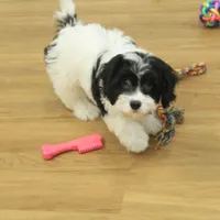 Sky Neutered, a male Cavachon for sale in Hickory, NC – Photo 8 of 10