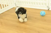 Scout, a male Cavapoo for sale in Hickory, NC – 8 of 10
