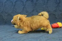 Skylar, a male Maltipoo for sale in Hickory, NC – 7 of 10