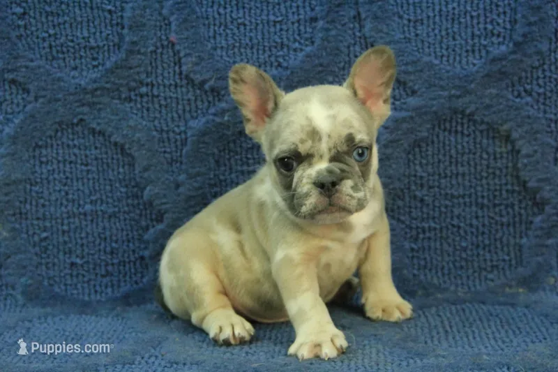Tate – French Bulldog puppy for sale in Hickory, NC