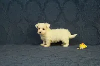 Casper, a male Maltipoo for sale in Hickory, NC – 4 of 10