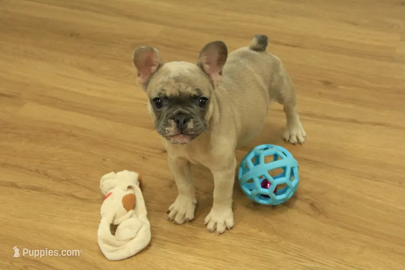 Paisley – French Bulldog puppy for sale in Hickory, NC