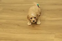 Sebastian F1B, a male Cavapoo and Poodle - Toy  for sale in Hickory, NC – 3 of 10