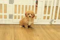 Annie, a female Poodle - Toy  for sale in Hickory, NC – 8 of 9