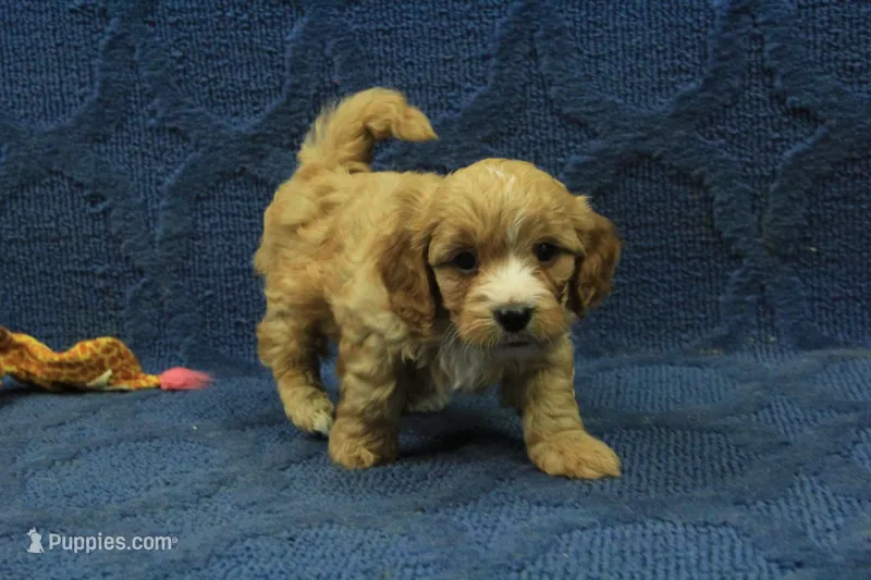 Levi F1B – Cavapoo puppy for sale in Hickory, NC