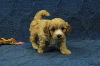Levi F1B, a male Cavapoo for sale in Hickory, NC – 1 of 10