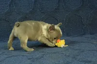 Claire, a female French Bulldog for sale in Hickory, NC – 3 of 10