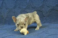 Jay, a male French Bulldog for sale in Hickory, NC – 9 of 9