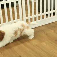 Penelope, a female Cavapoo for sale in Hickory, NC – Photo 10 of 10