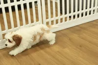 Penelope, a female Cavapoo for sale in Hickory, NC – Photo 10 of 10