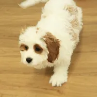 Penelope, a female Cavapoo for sale in Hickory, NC – Photo 4 of 10