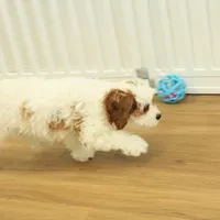 Penelope, a female Cavapoo for sale in Hickory, NC – Photo 2 of 10