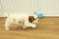 Penelope, a female Cavapoo for sale in Hickory, NC – Photo 2 of 10