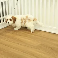 Penelope, a female Cavapoo for sale in Hickory, NC – Photo 9 of 10