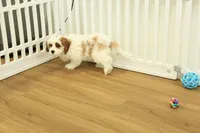 Penelope, a female Cavapoo for sale in Hickory, NC – Photo 9 of 10