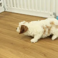 Penelope, a female Cavapoo for sale in Hickory, NC – Photo 5 of 10