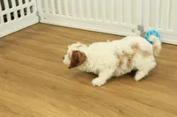 Penelope, a female Cavapoo for sale in Hickory, NC – Photo 5 of 10