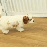 Penelope, a female Cavapoo for sale in Hickory, NC – Photo 3 of 10