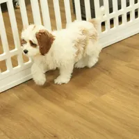 Penelope, a female Cavapoo for sale in Hickory, NC – Photo 8 of 10