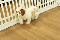 Penelope, a female Cavapoo for sale in Hickory, NC – Photo 8 of 10