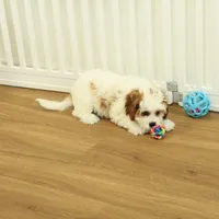 Penelope, a female Cavapoo for sale in Hickory, NC – Photo 6 of 10