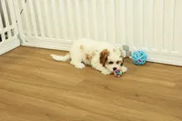 Penelope, a female Cavapoo for sale in Hickory, NC – Photo 6 of 10