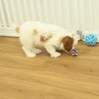 Penelope, a female Cavapoo for sale in Hickory, NC – Photo 7 of 10