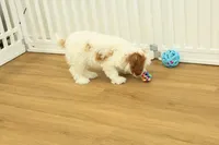 Penelope, a female Cavapoo for sale in Hickory, NC – Photo 7 of 10