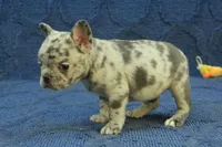 Vivian, a female French Bulldog for sale in Hickory, NC – 2 of 10