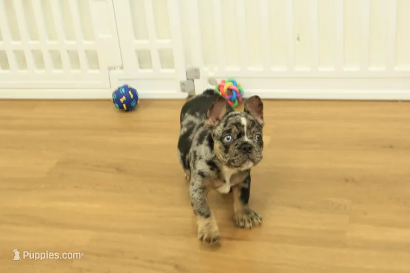 Rudy – French Bulldog puppy for sale in Hickory, NC