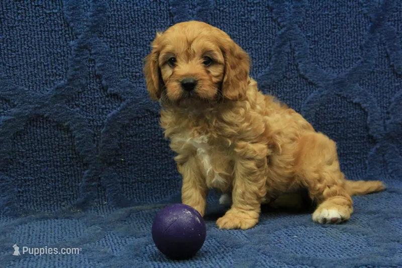 Archie – Cavapoo puppy for sale in Hickory, NC
