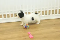 Jetta, a female Cavachon for sale in Hickory, NC – Photo 9 of 10