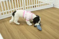 Jetta, a female Cavachon for sale in Hickory, NC – Photo 6 of 10