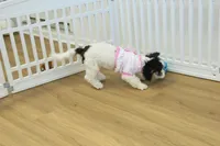 Jetta, a female Cavachon for sale in Hickory, NC – Photo 9 of 10