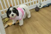 Jetta, a female Cavachon for sale in Hickory, NC – Photo 5 of 10