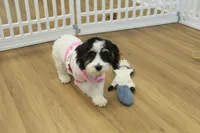 Jetta, a female Cavachon for sale in Hickory, NC – Photo 7 of 10