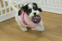 Jetta, a female Cavachon for sale in Hickory, NC – Photo 3 of 10